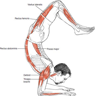 Vrischikasana or Scorpion pose. How to perform